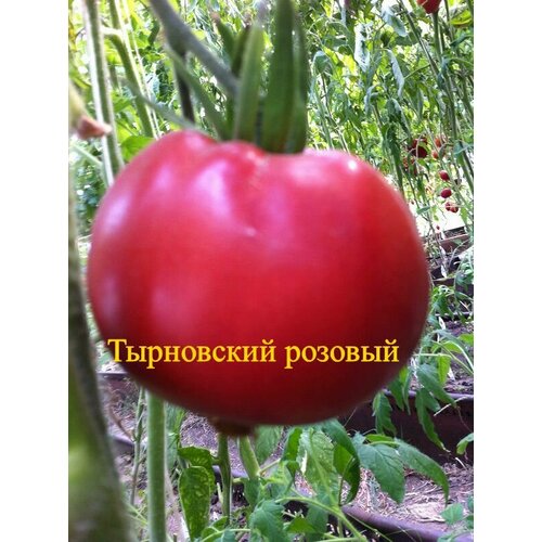 ������ ������ ������������� ������ ������ ���������� ������� ����