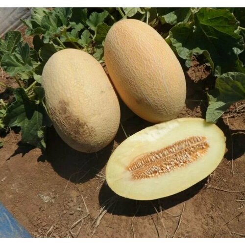 ������ ������ ������������� ������ ���� ������ F1 ����