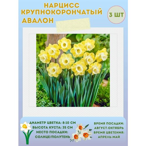 ������ ������ ������� ������, ����������� �����, �������� 3 �� ����