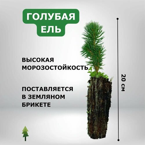 ������ ������ ������� ��� ����