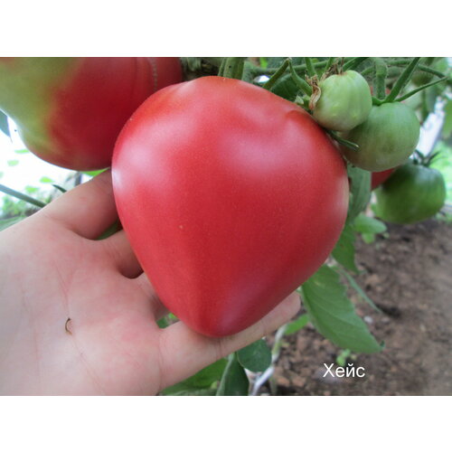 ������ ������ ������������� ������ ������ ������� �� ����� ����