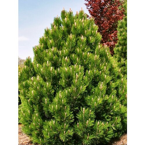 ������ ������ ������ ����� ���������� (Pinus heldreichii), 10 ���� ����