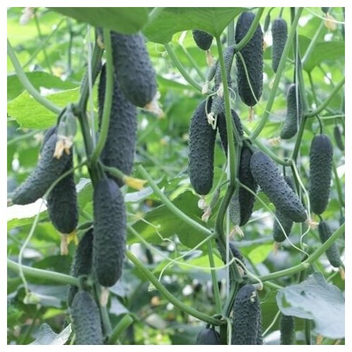 ������ ������ ������������� ������ ������ ����� F1/ ����