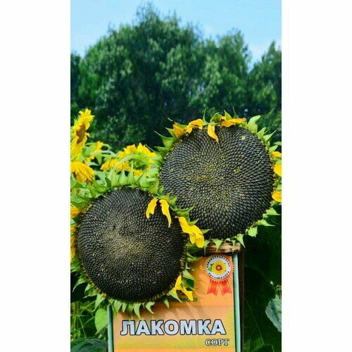 ������ ������ ������ ������������ ������� (��) �/� ����