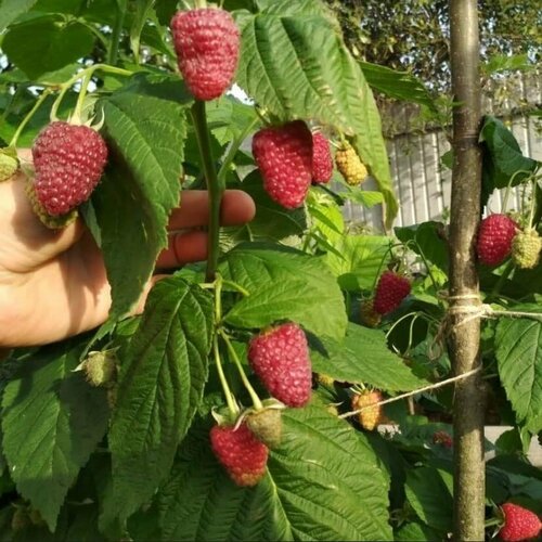 ������ ������ ��������� ������ ��������� (1 �������) ����