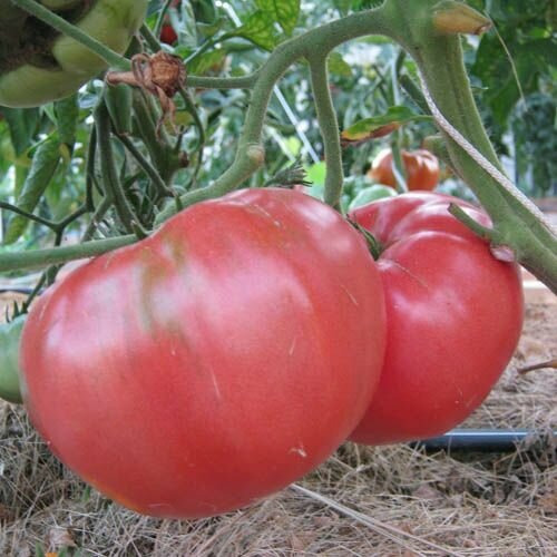 ������ ������ ������������� ������ ������ ��������� ������� ����