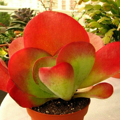 ������ ������ �������� �����, Kalanchoe Luciae, ������ ����