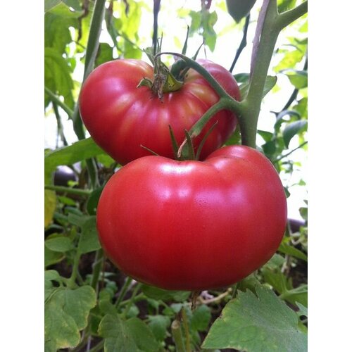 ������ ������ ������������� ������ ������ ����������� ���������� �������� ����