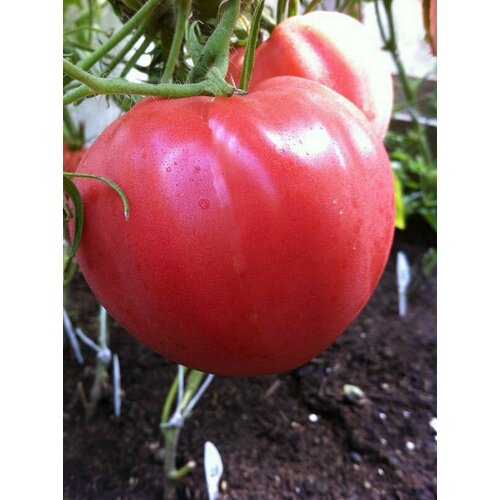 ������ ������ ������������� ������ ������ ����������� ����