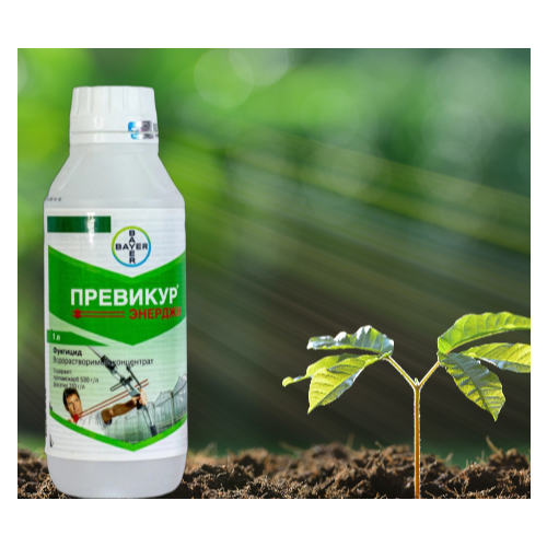 ������ ������ �������� ������� 500 �� (������ �������) ����