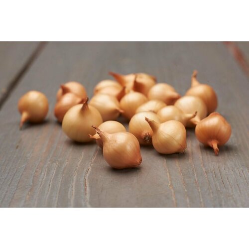 ������ ������ ��� - ����� ���������� ����� (������-����������) 110�� ������� ����