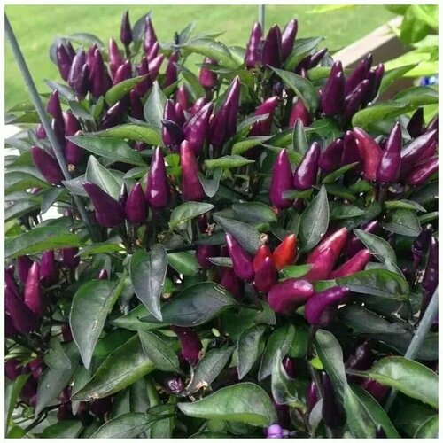 ������ ������ ������������� ������ ����� ������� ������� ����