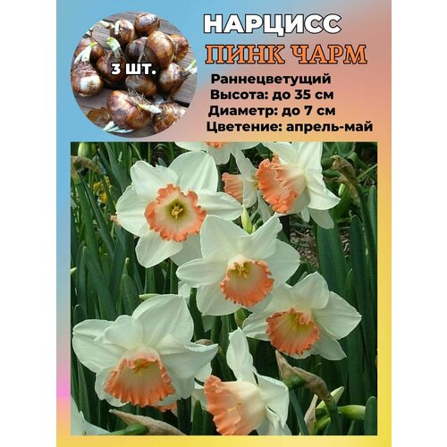 ������ ������ ������� ��������, �������� 3 ����� ����