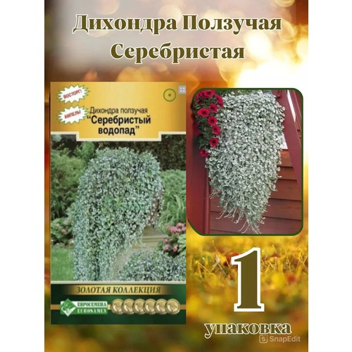 ������ ������ �������� ����������� , ������, ���������� , 1 �������� ����