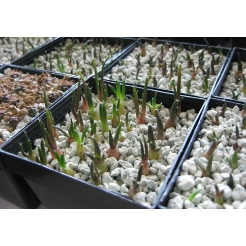 ������ ������ ������ ��������� �������, 25 �� ����