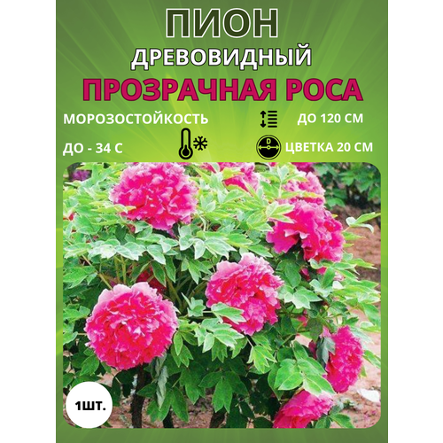 ������ ������ ���� ���������� ���� 1 ��. ����