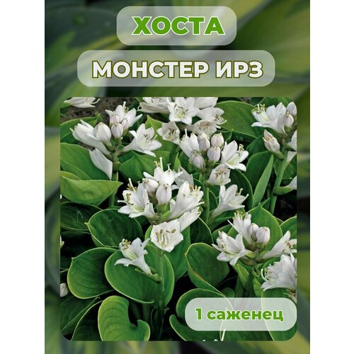 ������ ������ ����� �������, ����� ��������� 1 ����� ����