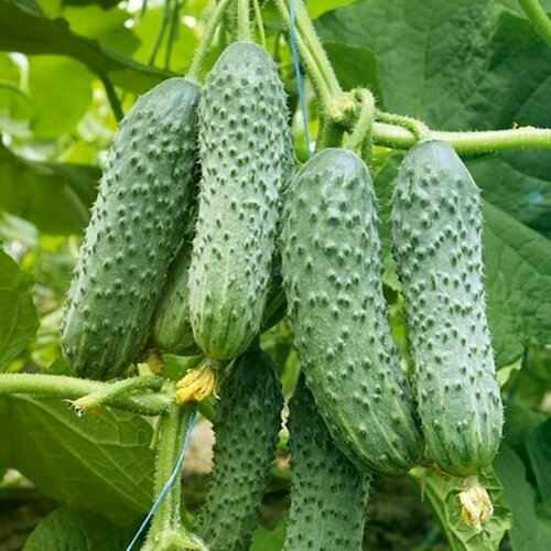 ������ ������ ������������� ������ ������ ��������� F1 ����