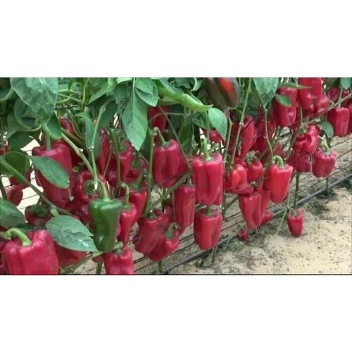 ������ ������ ������������� ������ ����� �������� ������ F1 ����