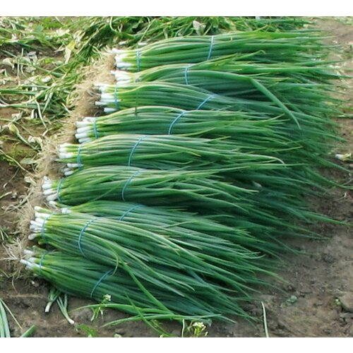 ������ ������ ������������� ������ ���� ����� �������� ����