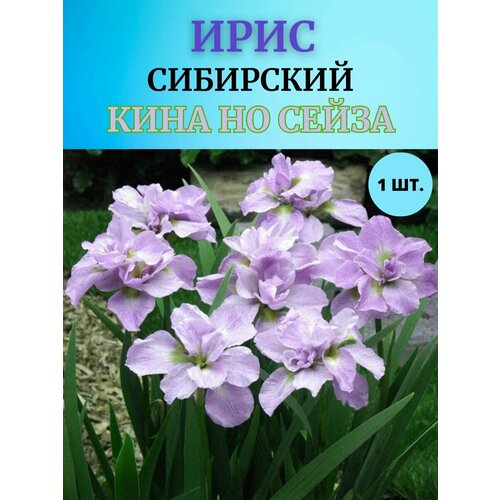 ������ ������ ���� �������� 1 ��, ����������� ����� ����