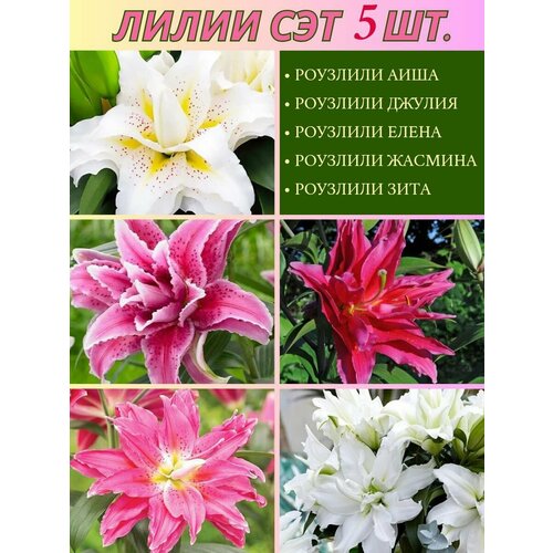 ������ ������ ����� ���������, ��������, ��� �� 5 ���� ����