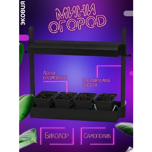 ������ ������ �������� ���� ������, ������ ����