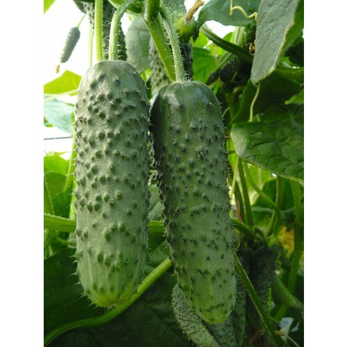 ������ ������ ������������� ������ ������ ����� F1/ ����