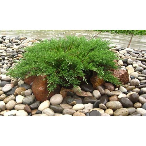 ������ ������ ������������ �������������� ������� ������� ����