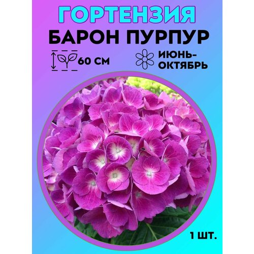 ������ ������ ��������� �����������, ������� 1 ����� ����