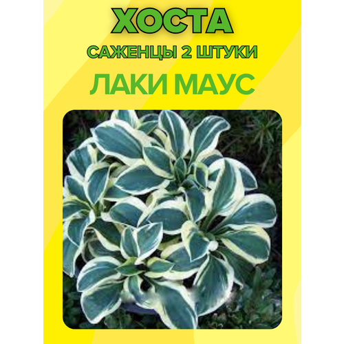 ������ ������ �����, ������� 2 ����� ����