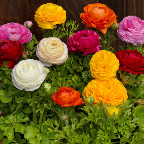 ������ ������ �������� ������ , bulbs servise, ���������� MIX ������� ( 10 ���� ) ����