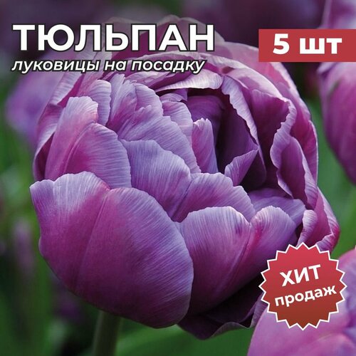 ������ ������ �������� �������� �� ������� 