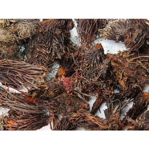 ������ ������ ������� ����� (������� ��������������), �������� 50 �. ����