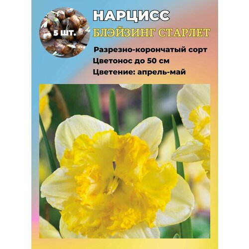 ������ ������ ������� ��������, �������� 5 ���� ����