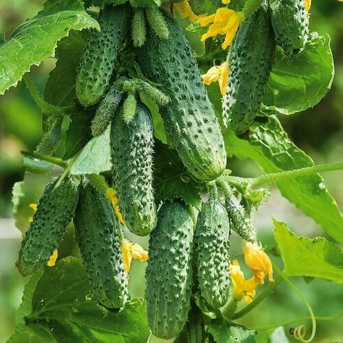 ������ ������ ������������� ������ ������ F1 ��������� ����