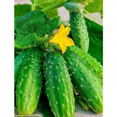 ������ ������ ������������� ������ ������ ��������� 36 ����