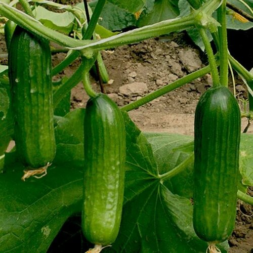 ������ ������ ������������� ������ ������ ������ F1 ����