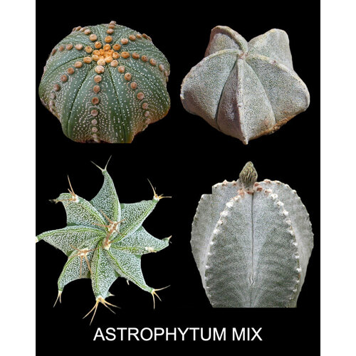 ������ ������ ����������� MIX ����� ��� ����������� ����