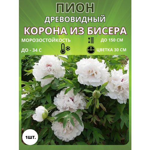 ������ ������ ���� ������ �� ������ 1 ��. ����