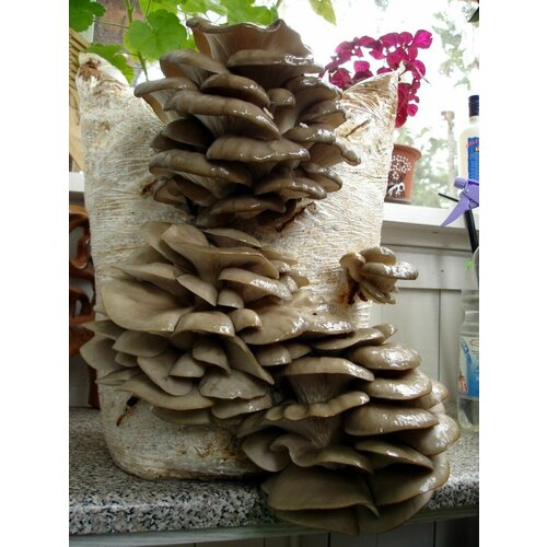 ������ ������ ������� ������� �������� (����� �5) -160 ����� ����