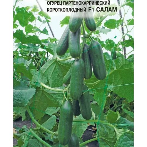 ������ ������ ������������� ������ ������ ����� F1 ����