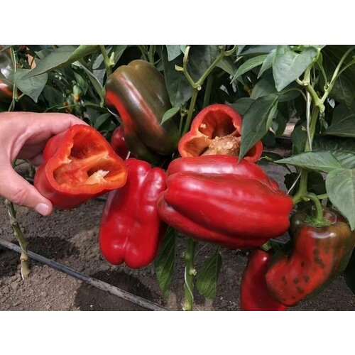 ������ ������ ������������� ������ ����� �������� ������ F1 ����