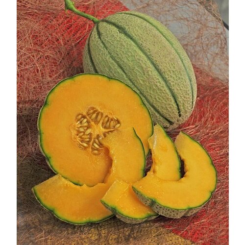 ������ ������ ������������� ������ ���� F1 ��������� ����