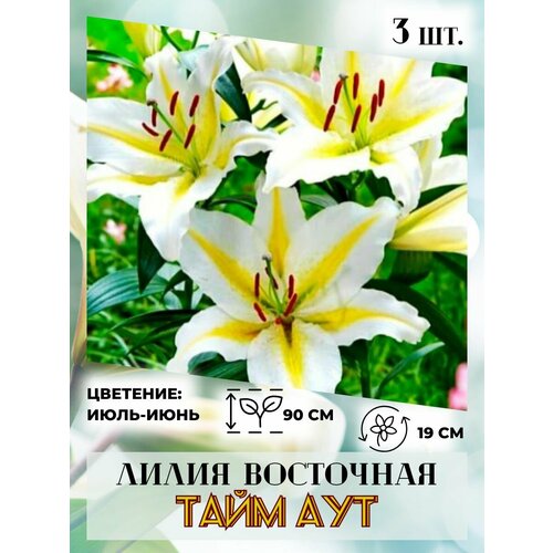 ������ ������ ����� ��������� ���� ���, �������� 3 ����� ����