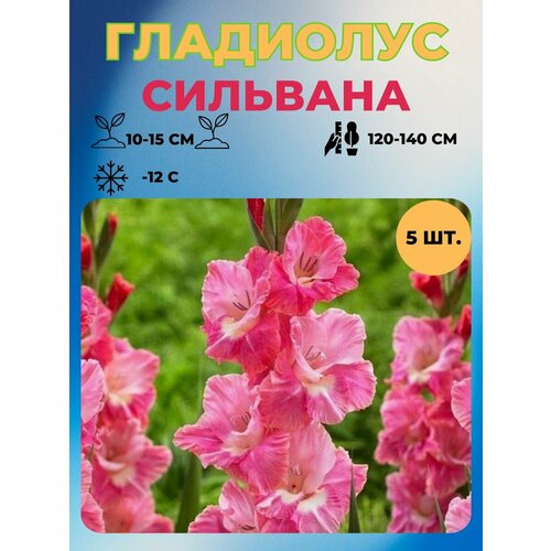 ������ ������ ��������� �������� 5 ��. ����