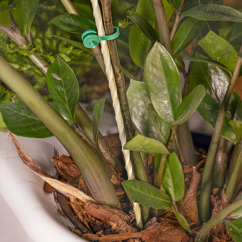 ������ ������ ����� ����������� ��� ��������� �������� � ��������, ������ 40 �� ����