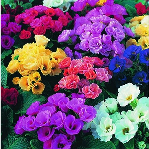 ������ ������ ������ �������� ������� F1 ����, ����� ����