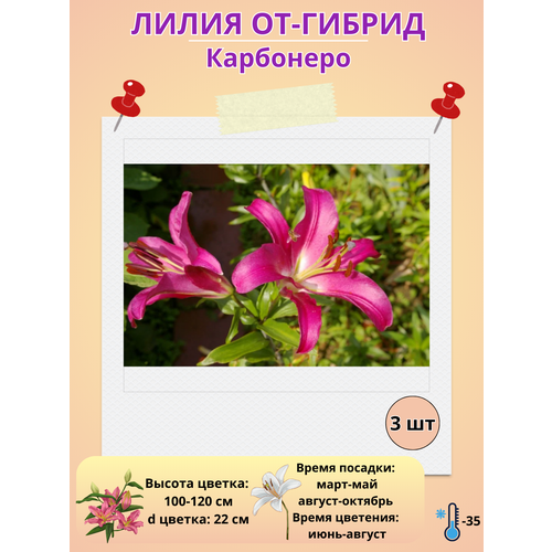 ������ ������ �������� ����� ��-������ ���������, ����������� ����� ����