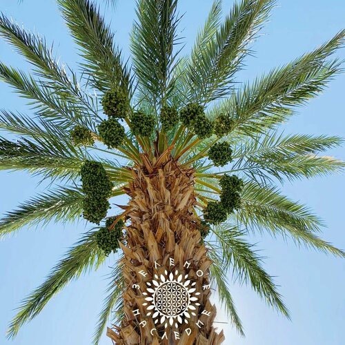 ������ ������ ������ ����� ����������� Medjooul (���. Phoenix dactylifera) 5�� ����